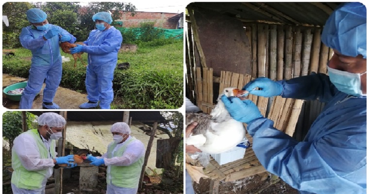 El ICA y FENAVI orientan las acciones de control del Newcastle notificable en el Cauca