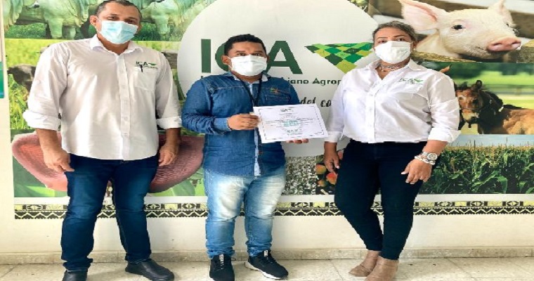 La piña cordobesa, fruta de excelente calidad y certificada por el ICA