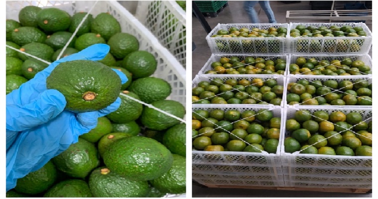 Desde hace 10 años, productores de Caldas le apuestan a la exportación de aguacate Hass y cítricos