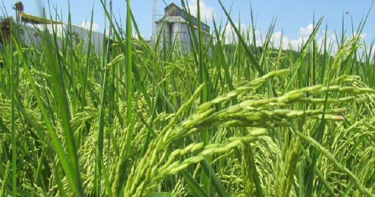 El ICA estableció fechas de registro, venta de semilla, siembra y destrucción de socas en el cultivo de arroz en Córdoba