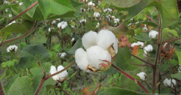 En el Valle del Cauca se definieron las fechas para el ciclo de siembra de algodón 2022