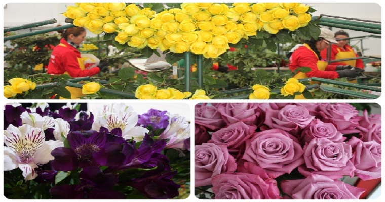 Por su excelente condición fitosanitaria, flores colombianas están listas para San Valentín