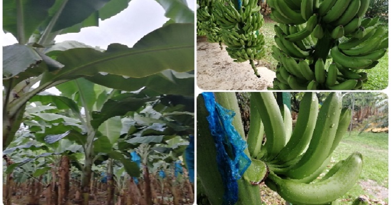 El ICA agilizó trámites para el ingreso al país de materiales promisorios resistentes a Fusarium procedentes de Holanda