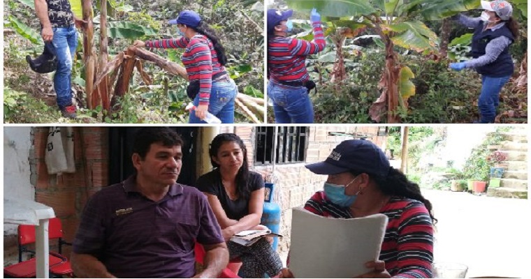 En cultivos de plátano y banano, el ICA previene el ingreso y propagación de plagas y enfermedades