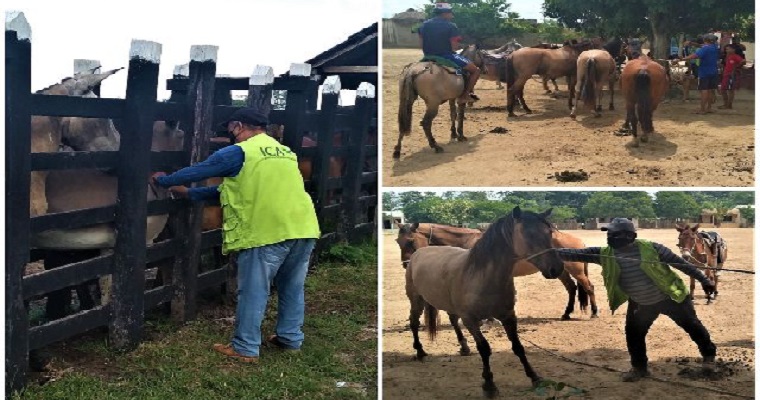 Bolívar se blinda contra la encefalitis equina venezolana