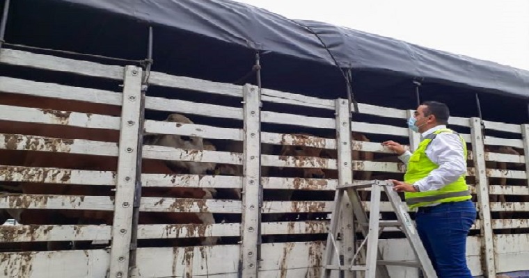 El ICA prorroga la transitoriedad de la Resolución 060865 en zona de protección y de alta vigilancia