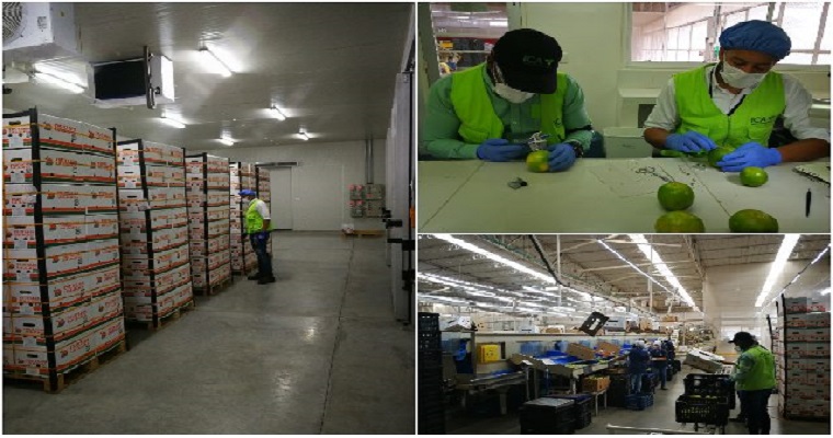 Con un embarque de 26 toneladas de naranja valencia, Colombia envió cítricos dulces hacia Puerto Rico