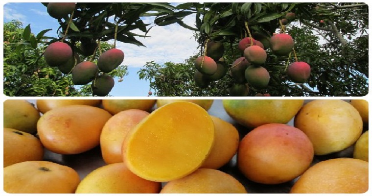 Colombia amplía el número de predios productores de mango para exportar a la Unión Europea