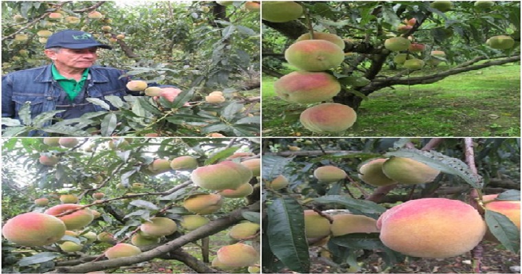 Productores de durazno deben implementar medidas de control a las moscas de la fruta, con el fin de evitar afectaciones en sus predios