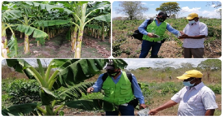 El ICA supervisa la sanidad de los cultivos de plátano y banano de Bolívar