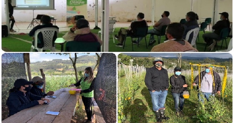 De Jenesano y Mongua, uchuva de calidad para el mundo