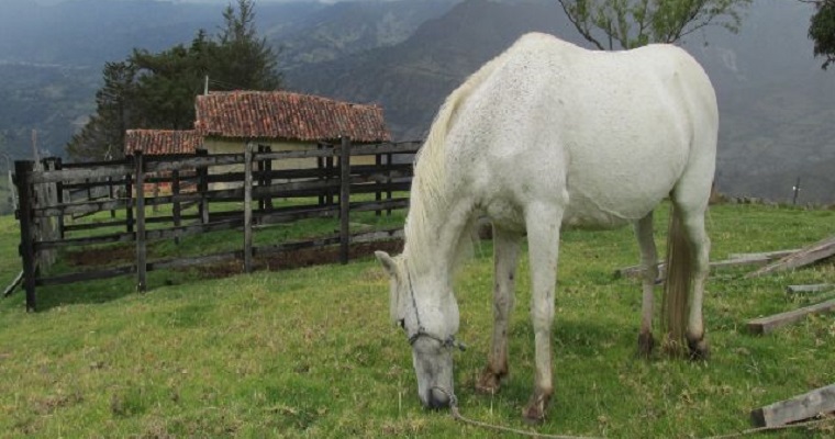 El ICA y Fedequinas realizarán curso virtual en BPG en la producción de équidos