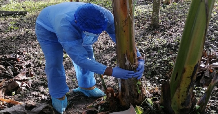 Para mantener el estatus fitosanitario, el ICA adelanta toma de muestras en cultivos de musáceas del Cesar