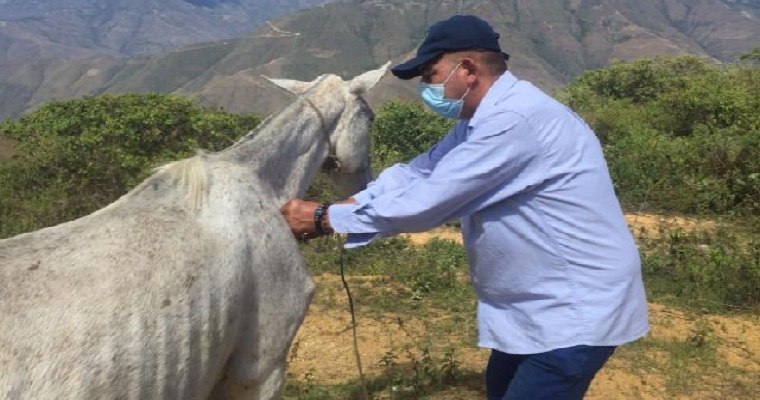 Jornada de vacunación contra la encefalitis equina en Nariño
