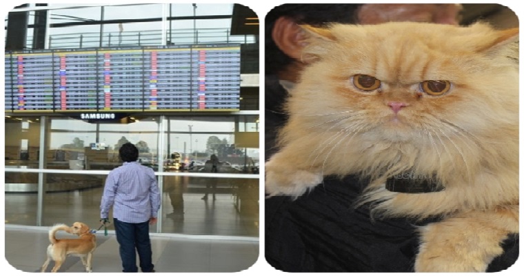 ¡Atención señor viajero! Entran en vigencia nuevos requisitos del ICA para el ingreso o salida de perros y gatos a Colombia