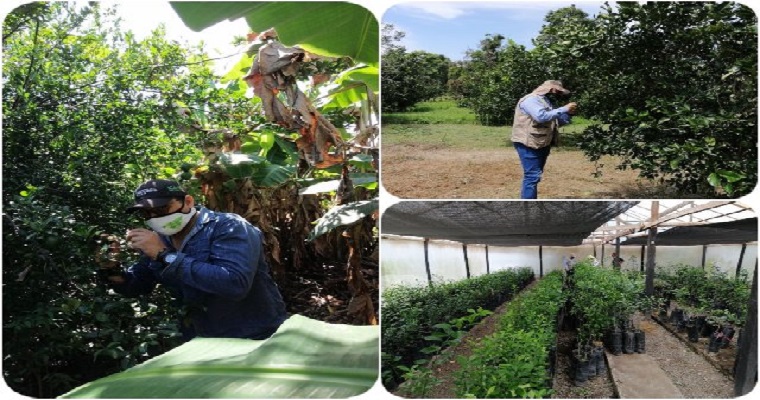 Cultivos de cítricos de Bolívar, vigilados e inspeccionados por el ICA
