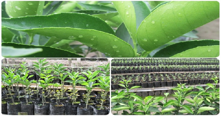 Quindío, territorio fértil y seguro para la producción de cítricos de exportación