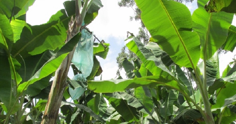 De Belén de Umbría, salen 25 mil kilos de plátano rumbo a la Unión Europea