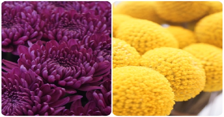 El registro ICA es obligatorio para lugares de producción de pompón y crisantemo de mercado nacional