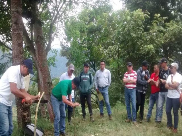 Profesores de la zona rural de Quinchía, Risaralda, se capacitaron en producción de caña panelera