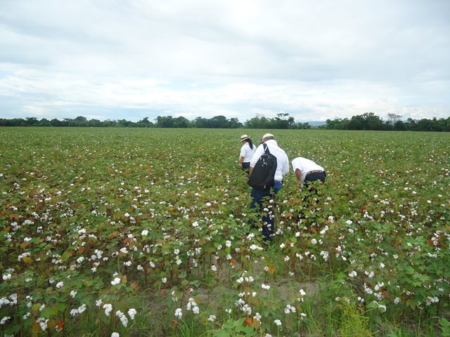 El ICA emite resolución para inicio de temporada algodonera en el Huila - 02/02/2018