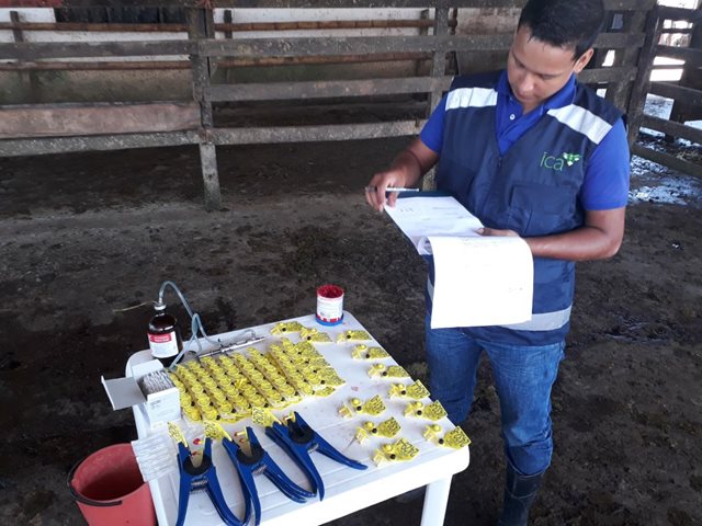 Ganaderos del Caquetá se encuentran comprometidos con el programa IdentifICA