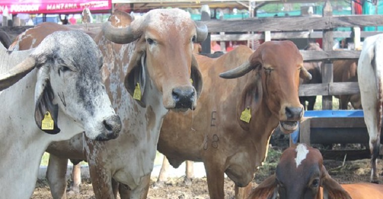 El ICA toma medidas de prevención contra la rabia silvestre en Sucre