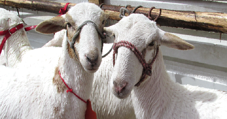 Colombia podrá exportar a Brasil subproductos bovinos, caprinos, ovinos y porcinos