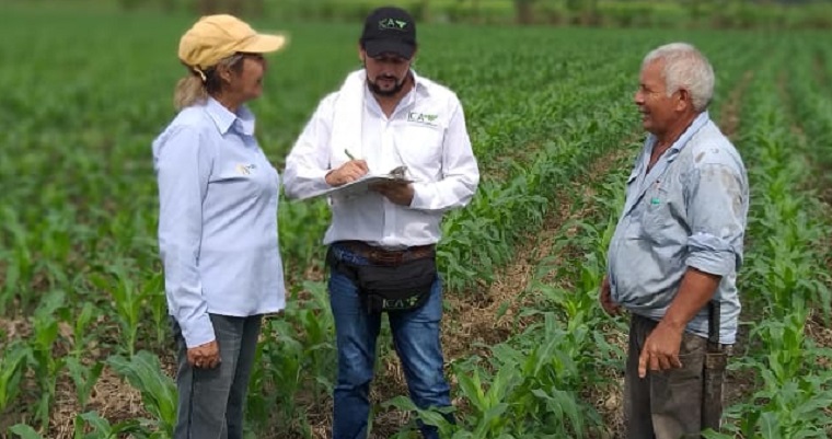 Continúan los esfuerzos para garantizar la sanidad e inocuidad del maíz en el Huila
