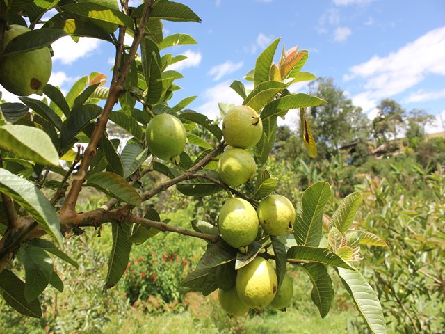En Magdalena y Sucre, el ICA realizó taller en actualización del cultivo de la guayaba con énfasis en manejo de plagas - 24 de octubre de 2017