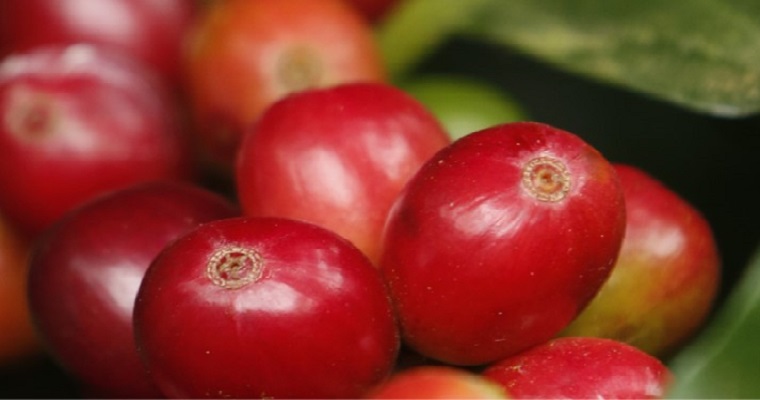 Producción de café de Colombia cae 6% en lo que va del año