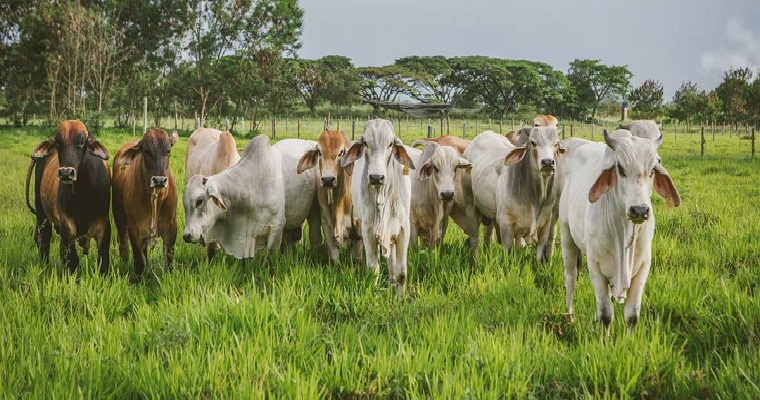 Colombia logra la reapertura del mercado de Chile para la exportación de carne bovina