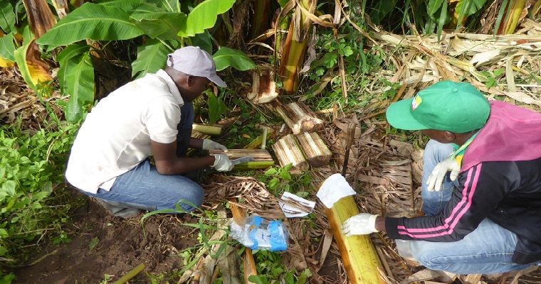 Los científicos se reúnen para revelar nuevas investigaciones y herramientas para combatir una enfermedad mortal del banano