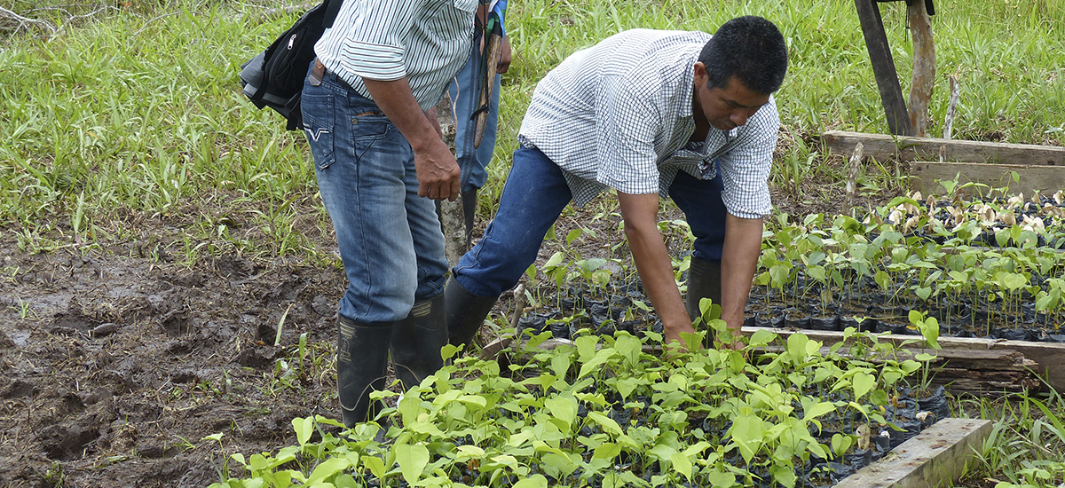Gobierno impulsa proyectos productivos de comunidades indígenas en el Putumayo - 24 de mayo de 2016