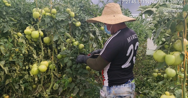 Suratá (Santander) cuenta con un proyecto de agricultura sostenible
