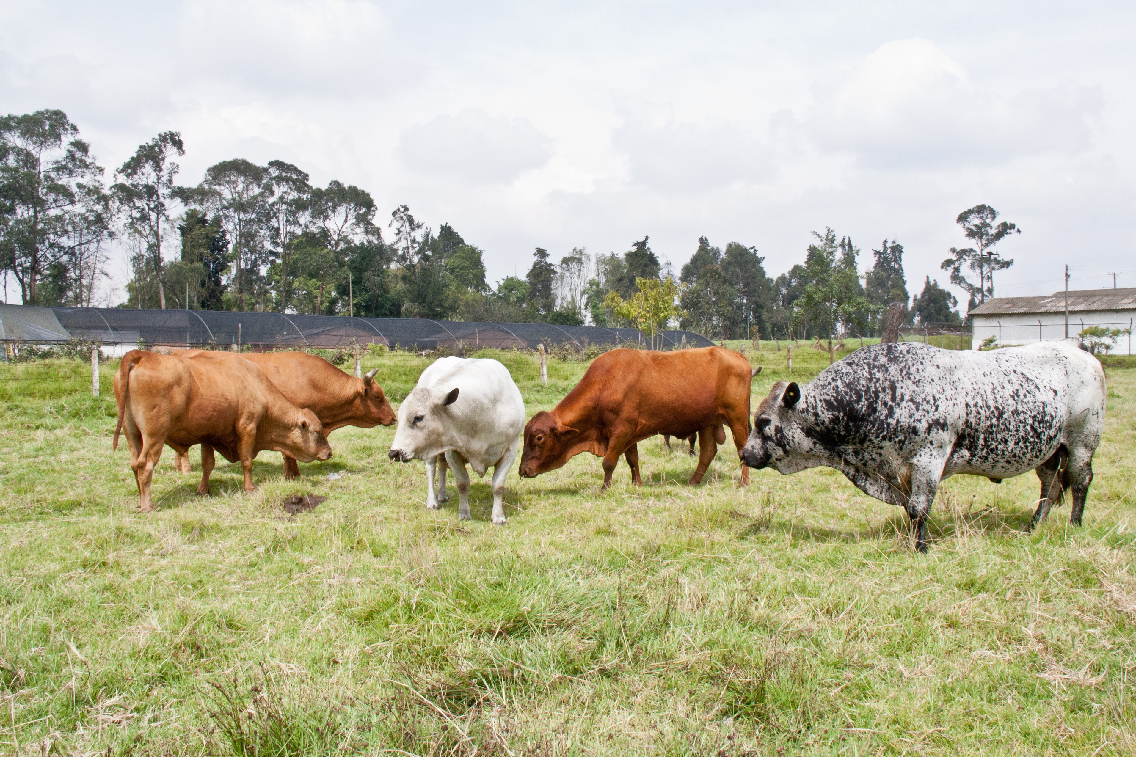 Plan piloto de medicina veterinaria preventiva de Corpoica – Vecol ha contado con más de 15 - 16 de Febrero de 2016