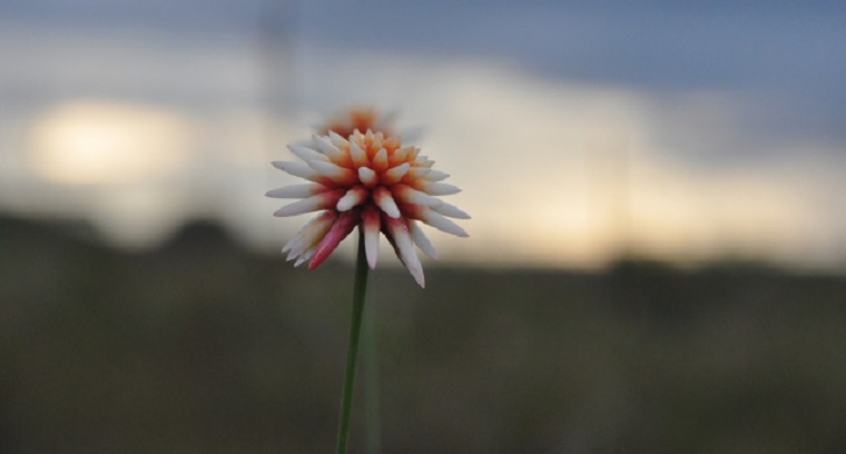 La conservación de la Flor de Inírida, un nuevo reto del ICA