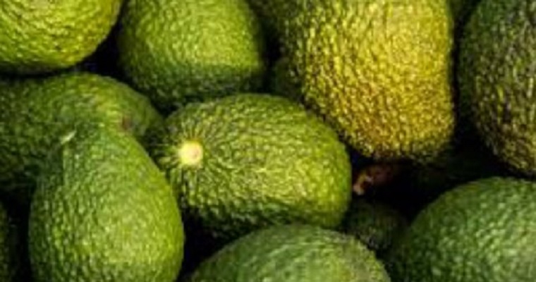 INVESTIGADORA ENCONTRÓ UN GUSANO QUE CONTROLARÍA PLAGAS EN CULTIVO DE AGUACATE HASS