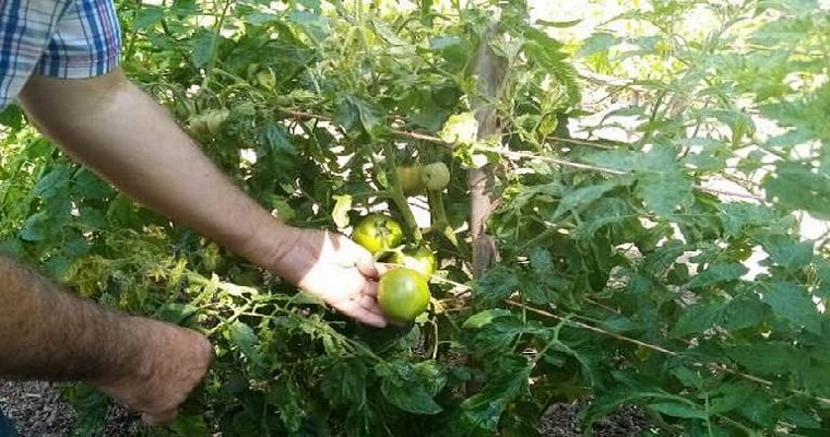 Huertos familiares: Cultivos que protegen el medio ambiente