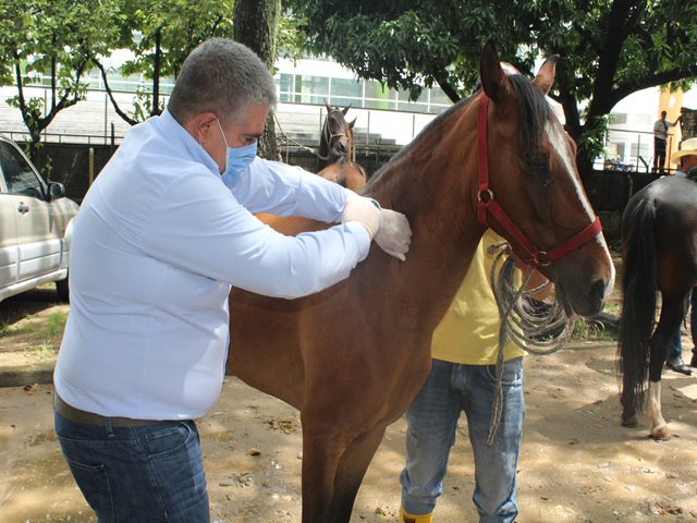 Los equinos del Huila están listos para recibir el San Pedro