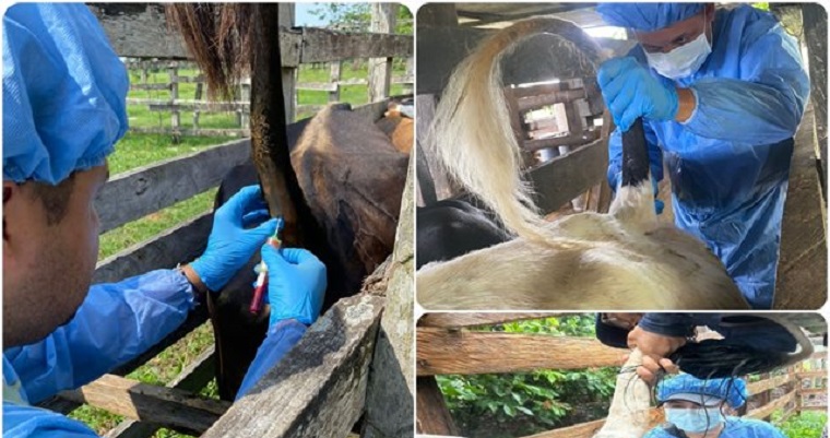 En Arauca se realizó muestreo de actividad viral e inmunidad de fiebre aftosa y seroprevalencia de brucelosis bovina
