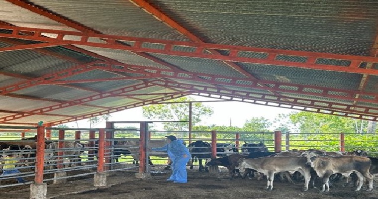 El ICA toma acciones contra la tuberculosis bovina en Arauca, para fortalecer la producción ganadera