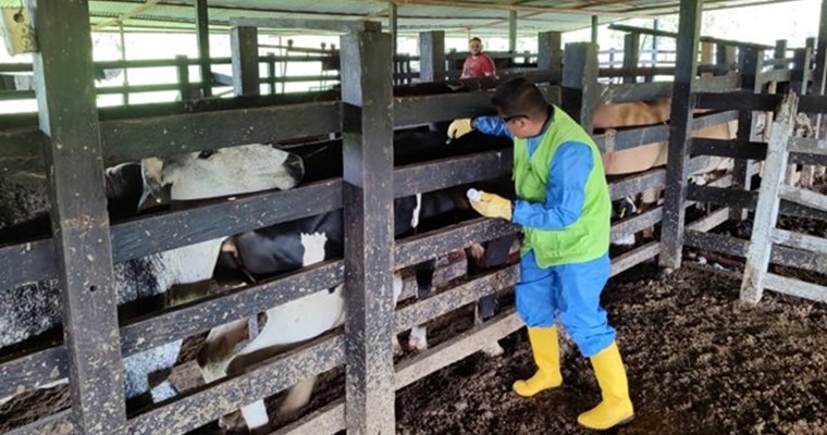 El ICA lidera la vacunación estratégica en Arauca para fortalecer la lucha contra la fiebre aftosa