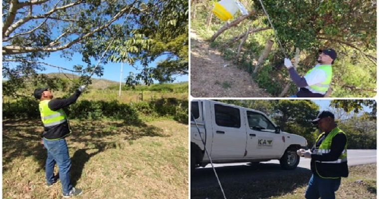 En el Atlántico, el ICA monitorea la presencia de la mosca de la fruta