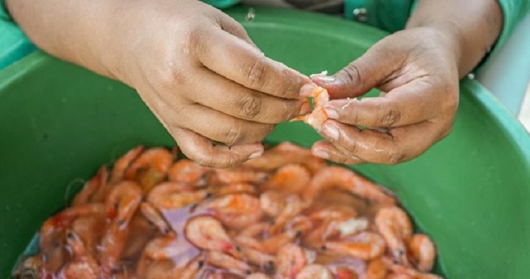 El ICA establece medidas para proteger la producción nacional de camarón de amenazas sanitarias