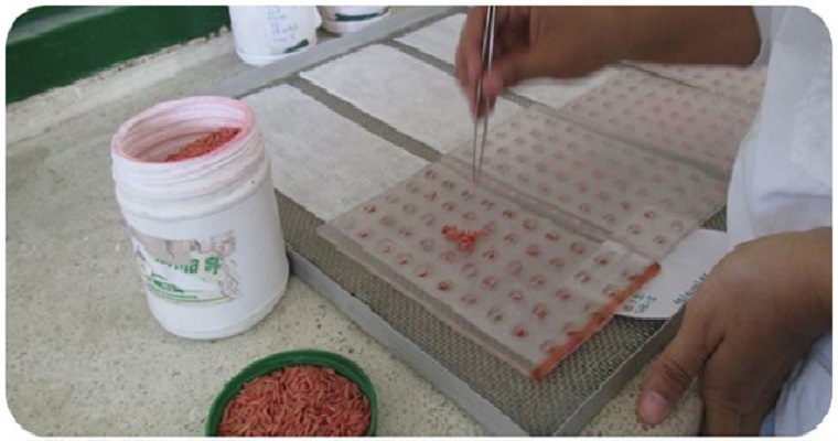 Una semilla autorizada hace la diferencia en economía, seguridad alimentaria y competitividad del campo