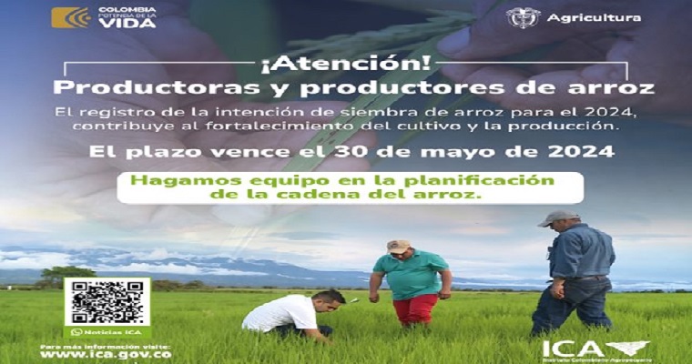 Hasta el 30 de mayo se amplió el plazo de registro de intención de siembra de arroz para el 2024