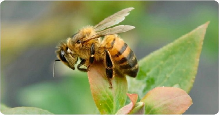Proteger las abejas y otros polinizadores es proteger la vida en el planeta