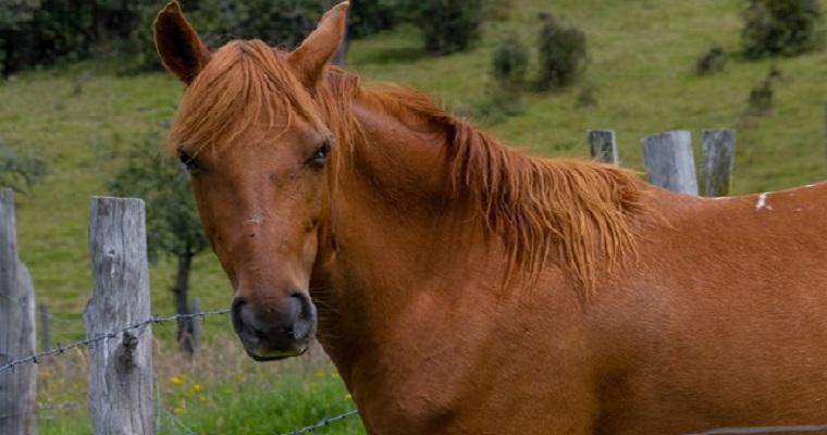 Estudio realizado por el ICA y PANAFTOSA revela información sobre estomatitis vesicular en Colombia