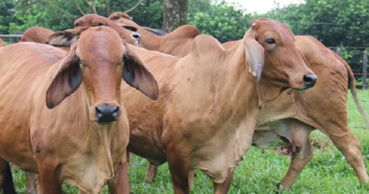 El ICA implementa medidas de contingencia para garantizar el bienestar y la sanidad animal durante el paro de transportadores